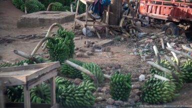 Several large bunches of green bananas lie beside wooden benches and a trailer on bare ground.