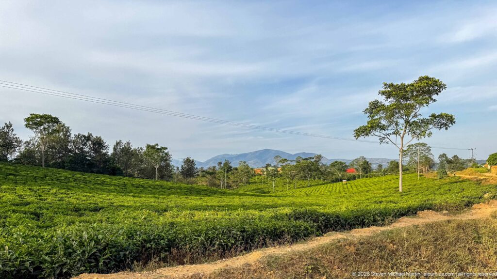 Tea fields, scattered trees and a dirt track lead toward distant blue hills near Kihihi.