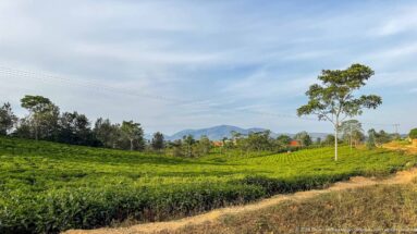 Tea fields, scattered trees and a dirt track lead toward distant blue hills near Kihihi.