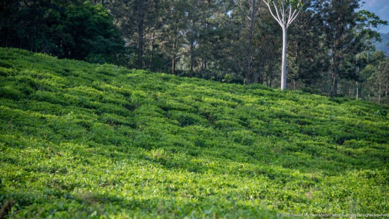 Green tea bushes sweep up a hillside toward a border of tall mature trees.