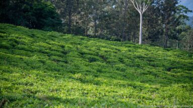 Green tea bushes sweep up a hillside toward a border of tall mature trees.