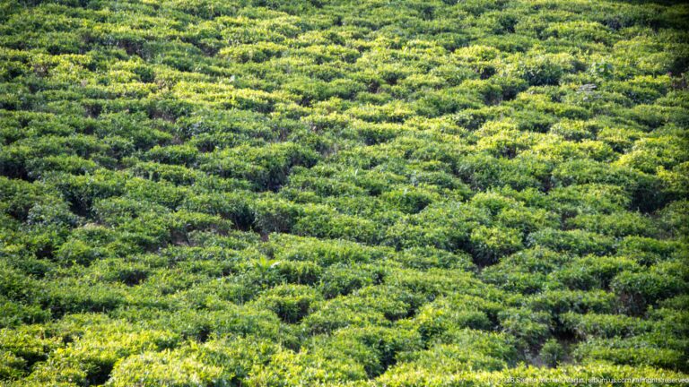 Dense low tea bushes form patterned rows across gently rolling ground near Kihihi.