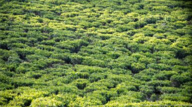 Dense low tea bushes form patterned rows across gently rolling ground near Kihihi.