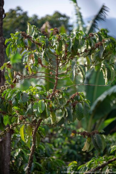 Leafy coffee branch bearing clusters of green and reddish ripening cherries against blurred vegetation.