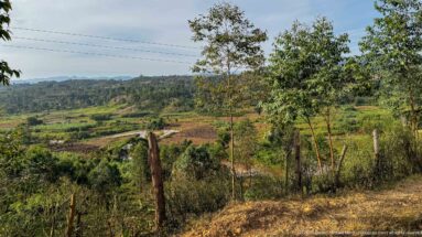 Fence posts and young trees overlook cultivated plots and low green hills beside a road near Kihihi.