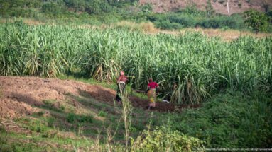 Two people working beside a dense stand of tall cane-like crops with cultivated earth in the foreground.
