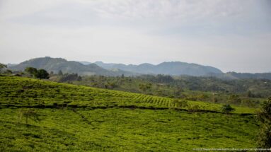 Rows of low green cultivated shrubs covering rolling hills with trees and hazy ridges in the distance.