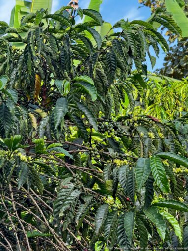 Close view of a coffee plant with glossy paired leaves and clusters of developing fruit along the branches.