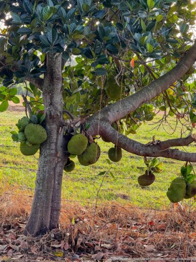 Mature jackfruit tree with numerous green fruits attached to its trunk and broad low branches.