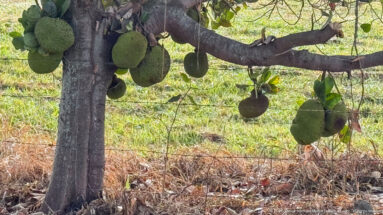 Several large green jackfruits hanging from the trunk and low branches of a mature tree.