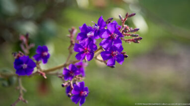 Clusters of vivid purple flowers and reddish buds on a woody stem against blurred green vegetation.