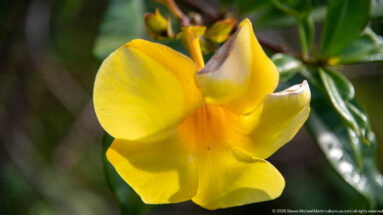 Large yellow trumpet-shaped flower with overlapping lobes and orange throat against glossy green leaves.