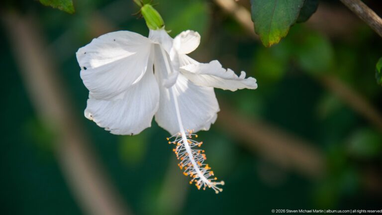 White hibiscus flower with a long dangling staminal column and orange anthers against blurred green foliage.