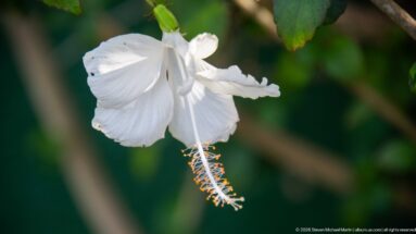 White hibiscus flower with a long dangling staminal column and orange anthers against blurred green foliage.