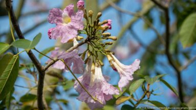 Pale pink trumpet-shaped flowers and unopened buds on a leafy tree branch against blue sky.