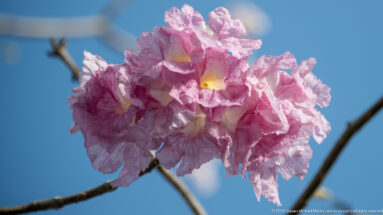 Cluster of ruffled pink trumpet-shaped blossoms with pale yellow centers against a blue sky.