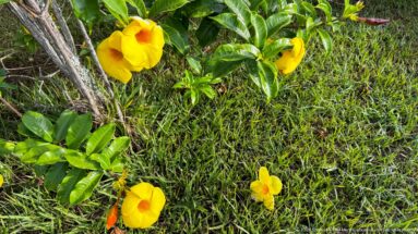 Yellow trumpet-shaped flowers with orange-red throats growing among glossy green leaves beside grass.