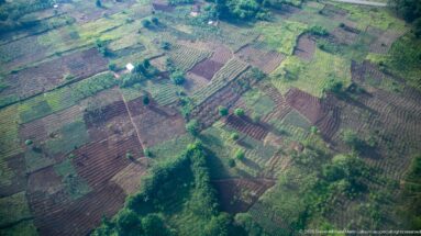 Aerial view of small cultivated fields divided by paths, hedges, trees, and strips of vegetation near Kihihi.