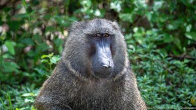 Close frontal portrait of an olive baboon with dark elongated muzzle, amber-brown eyes, and grizzled fur.