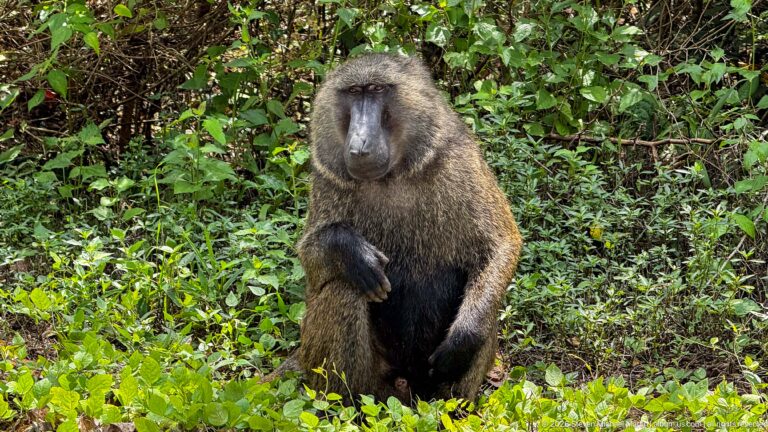 Olive baboon sitting upright in green vegetation, facing forward with a long dark muzzle and coarse brown-gray coat.