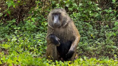 Olive baboon sitting upright in green vegetation, facing forward with a long dark muzzle and coarse brown-gray coat.