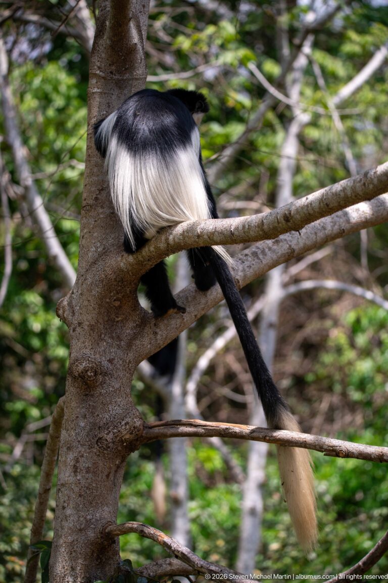Rear view of a mantled guereza perched in a tree fork with white mantle and long hanging tail.