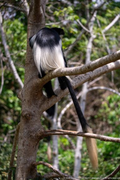 Rear view of a mantled guereza perched in a tree fork with white mantle and long hanging tail.