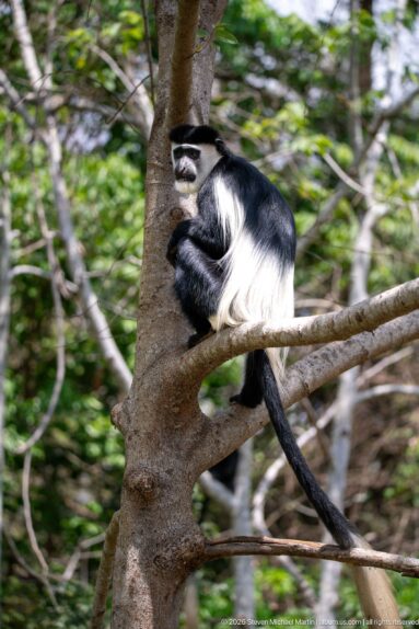 Mantled guereza resting in a tree fork, with black body, white mantle, and long tail among branches.