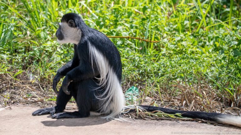 Seated mantled guereza in profile with black body, long white mantle, and tail beside dense vegetation.