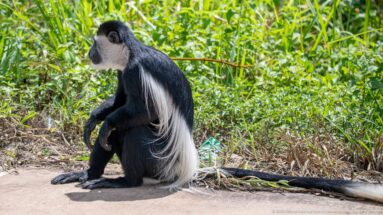 Seated mantled guereza in profile with black body, long white mantle, and tail beside dense vegetation.