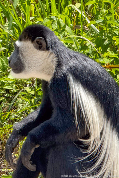 Close side view of a mantled guereza showing gray face, white cheek fringe, black coat, and long white mantle.