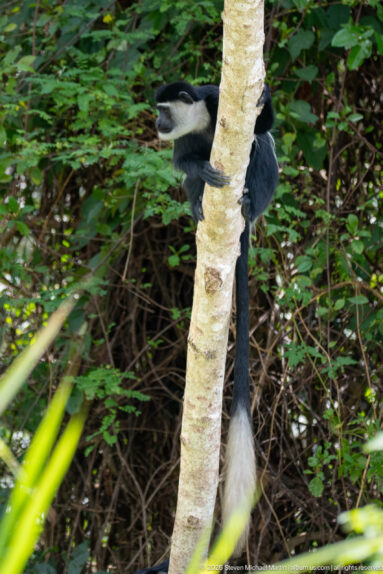 Black-and-white mantled guereza clinging to a pale tree trunk amid dense green forest vegetation.