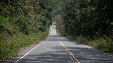 Two-lane paved road with yellow center line stretching through dense green woodland toward a distant rise.