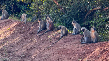 Troop of vervet monkeys sitting across a red-earth slope beneath dense trees, including adults and younger animals.