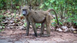 Olive baboon standing on a forest path with its long muzzle, grizzled coat, and curved tail visible.