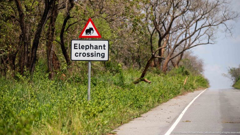 Roadside warning sign reading “Elephant crossing” beside a paved road through dry woodland.