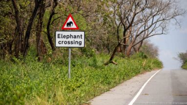 Roadside warning sign reading “Elephant crossing” beside a paved road through dry woodland.