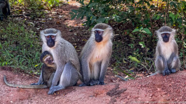 Three vervet monkeys beside forest vegetation on red soil, with an infant held against the left adult.