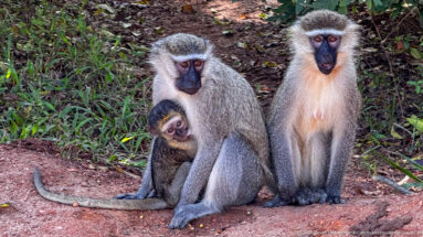 Three vervet monkeys on red earth, including an infant clinging closely to one seated adult.