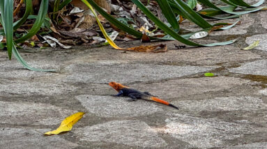 Orange-headed agama with a dark blue-gray body and orange tail standing on concrete near fallen leaves.