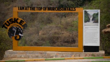 Yellow “Top of Murchison Falls” visitor frame with Tusker elephant logo and interpretive panel against dry woodland.