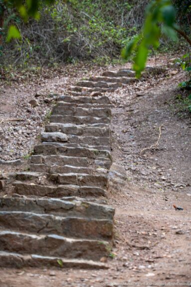 Irregular stone steps climbing a dry woodland slope along the walking route near the top of Murchison Falls.