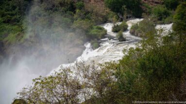 Murchison Falls rapids and spray partly obscured by dense foreground shrubs and small trees.