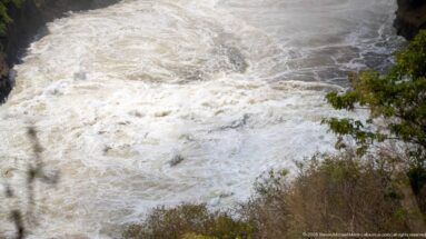 Close downward view of turbulent cream-colored river water, foam, and eddies near Murchison Falls.