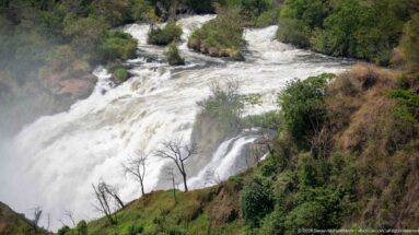 Stepped whitewater rapids divided by low green rocks above Murchison Falls, with a steep vegetated bank.