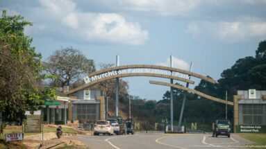 Vehicles approaching the Murchison Falls National Park gateway on a paved road lined by gate buildings and trees.