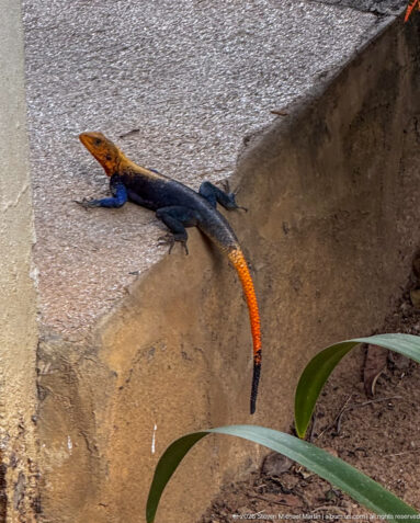 Orange-headed, blue-bodied male rock agama resting on the edge of a concrete surface.