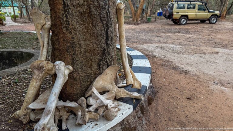 Large mammal limb bones, pelvis, and other skeletal fragments arranged around the base of a tree.