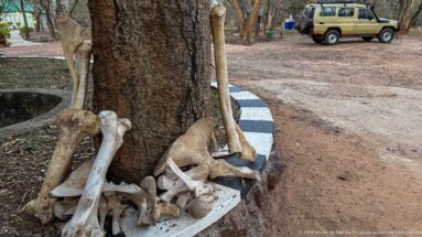 Large mammal limb bones, pelvis, and other skeletal fragments arranged around the base of a tree.