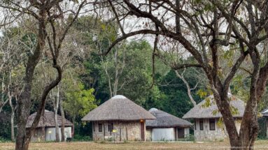 Round thatched safari-lodge cottages spaced beneath mature trees in wooded grounds.